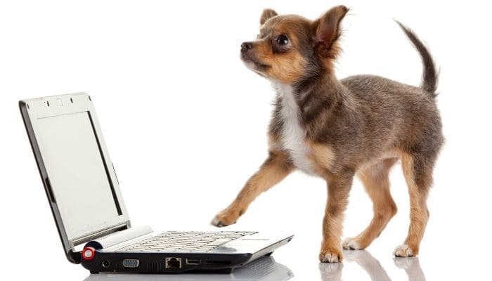 puppy sending emails